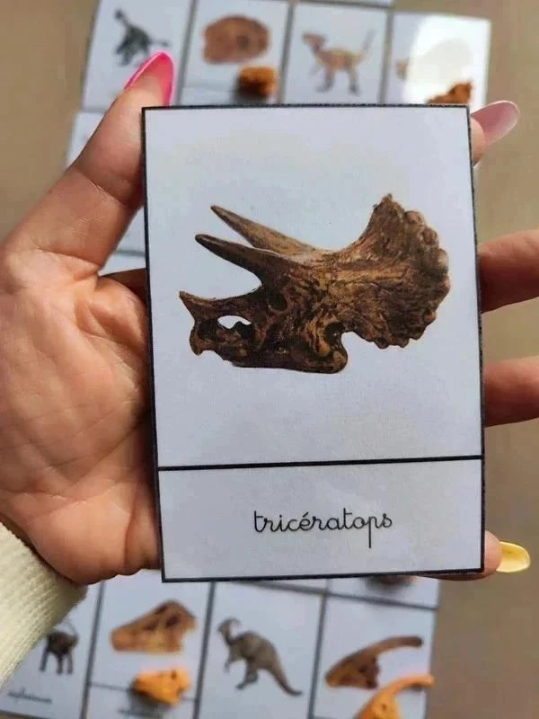Kit benamingen van dinosaurussen met schedels Montessori – photo 8